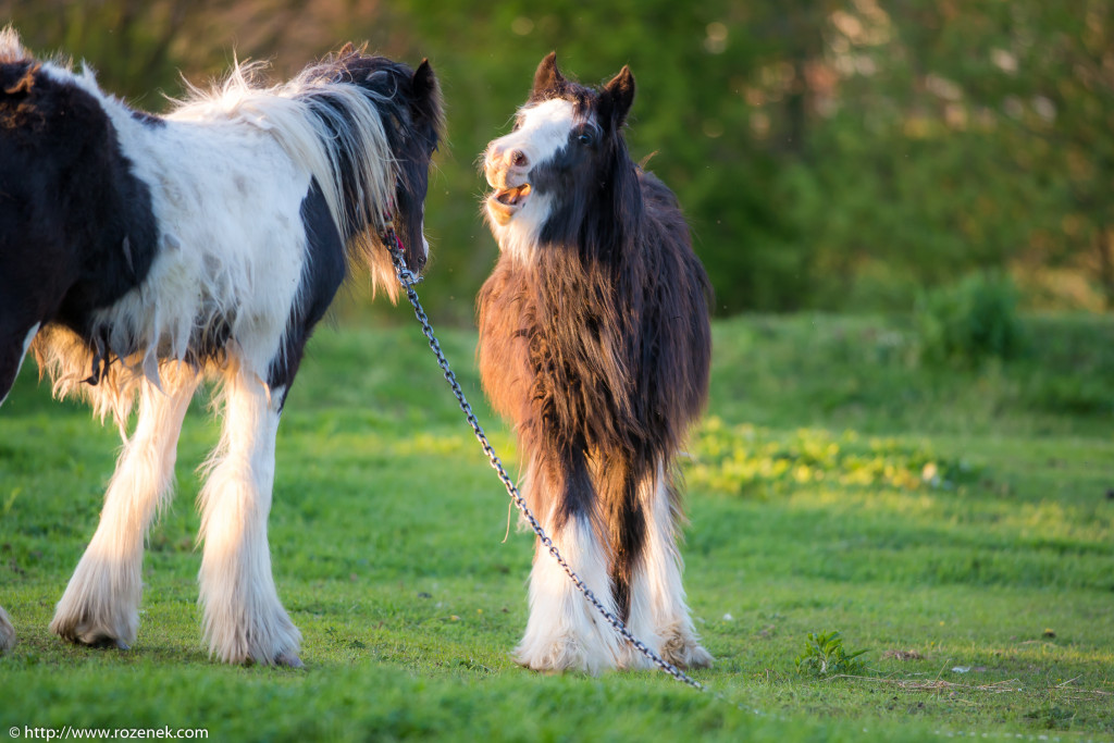 2014.04.14 - Horses - 42