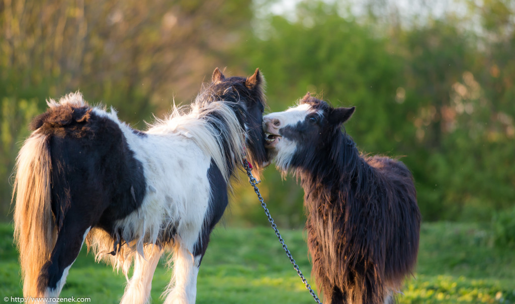 2014.04.14 - Horses - 44