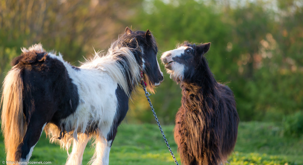 2014.04.14 - Horses - 45