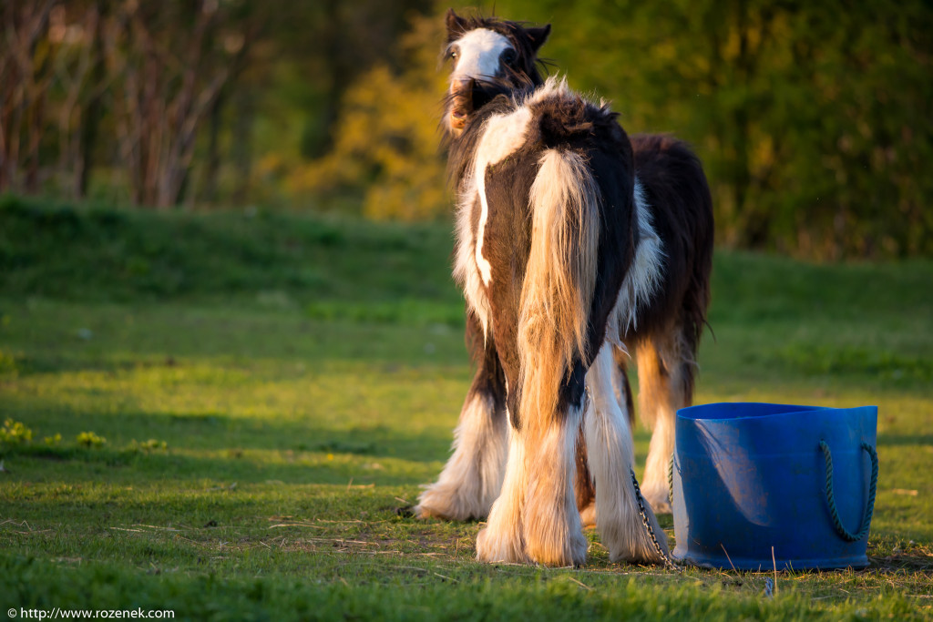 2014.04.14 - Horses - 47