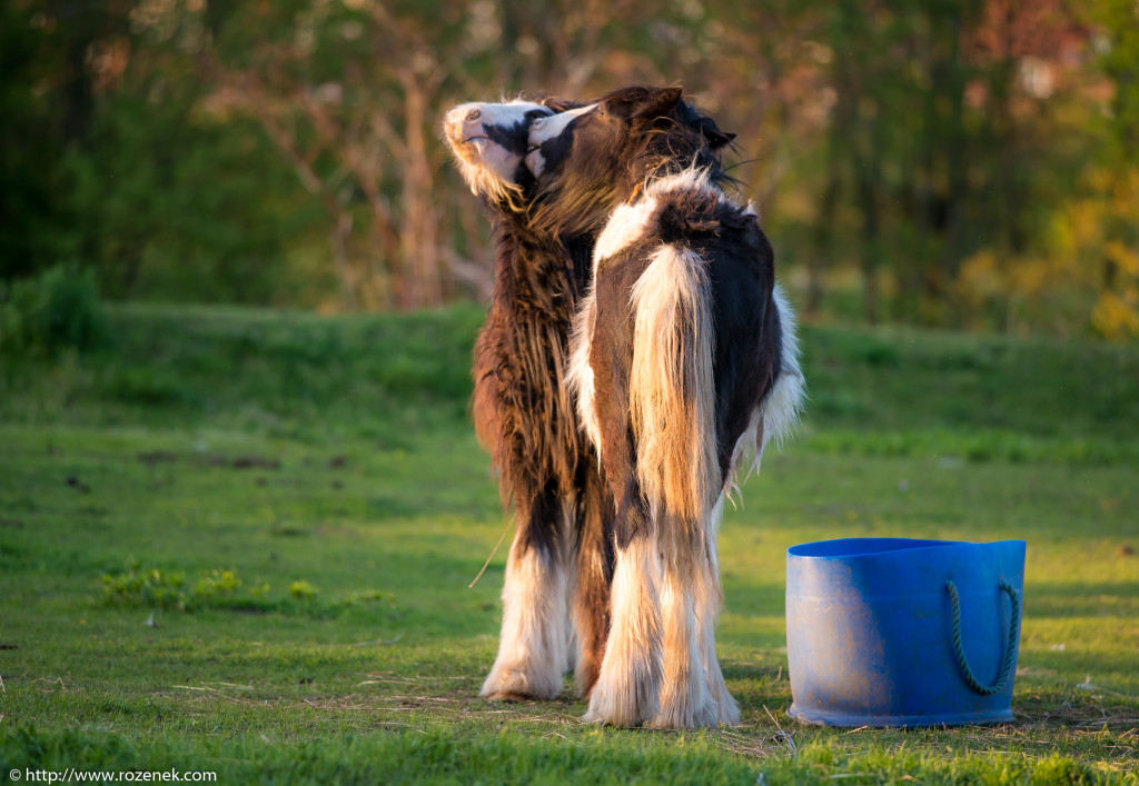 2014.04.14 - Horses - 48