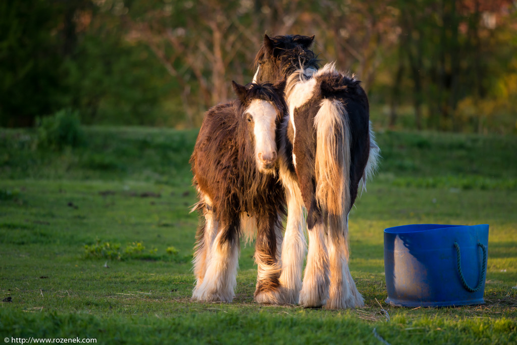 2014.04.14 - Horses - 49