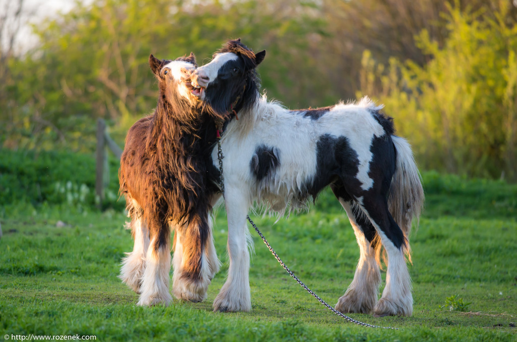 2014.04.14 - Horses - 51