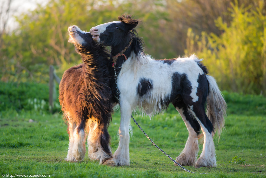 2014.04.14 - Horses - 52