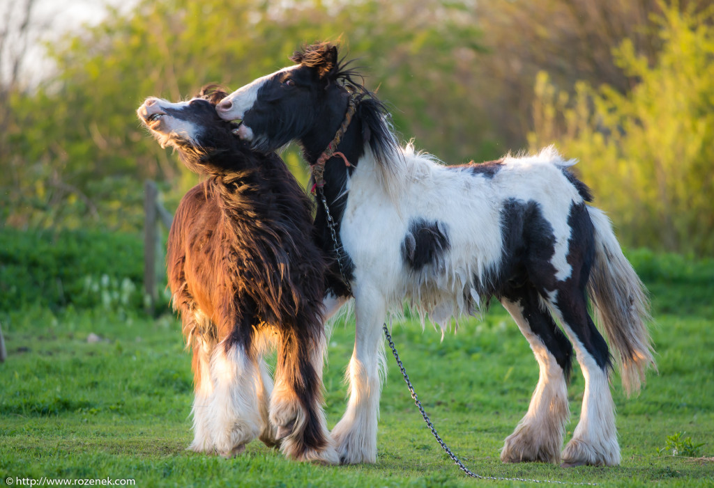 2014.04.14 - Horses - 53