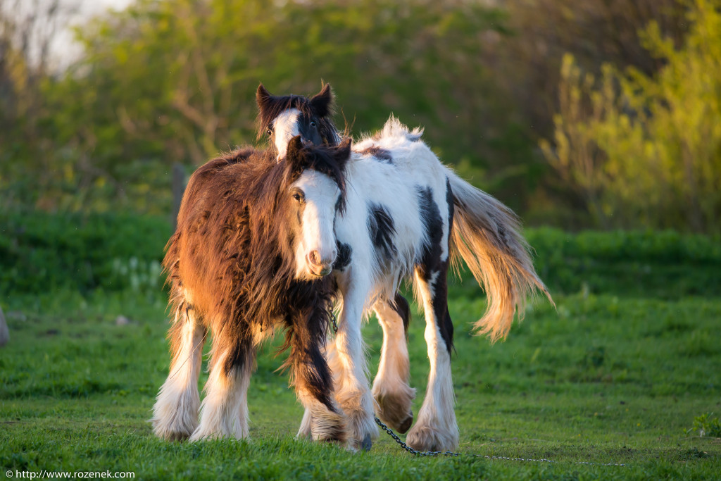 2014.04.14 - Horses - 54