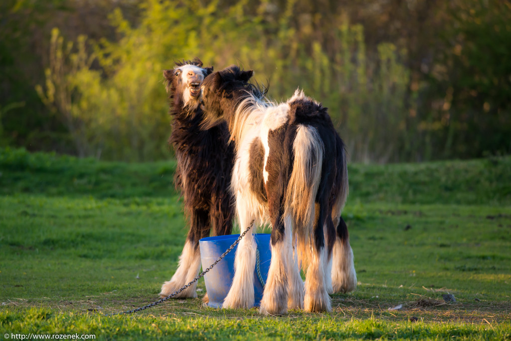 2014.04.14 - Horses - 55