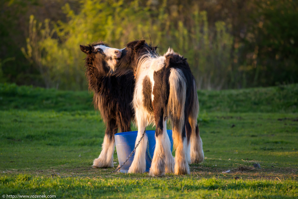 2014.04.14 - Horses - 56