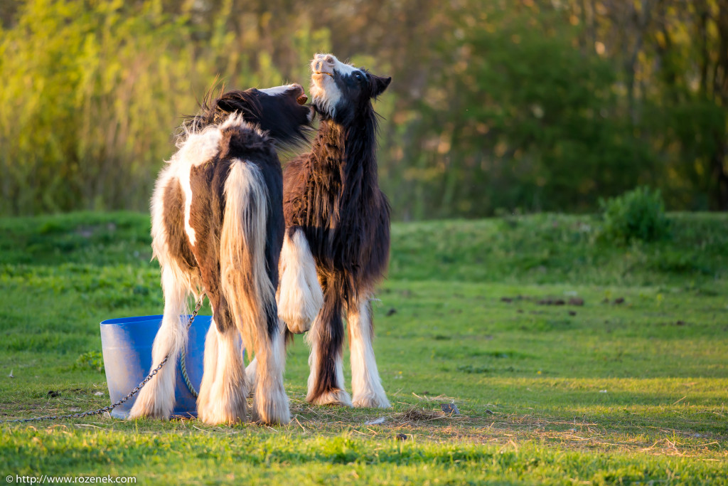 2014.04.14 - Horses - 57