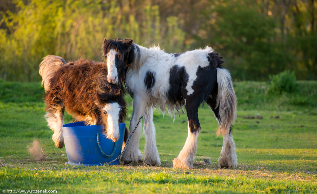 2014.04.14 - Horses - 58