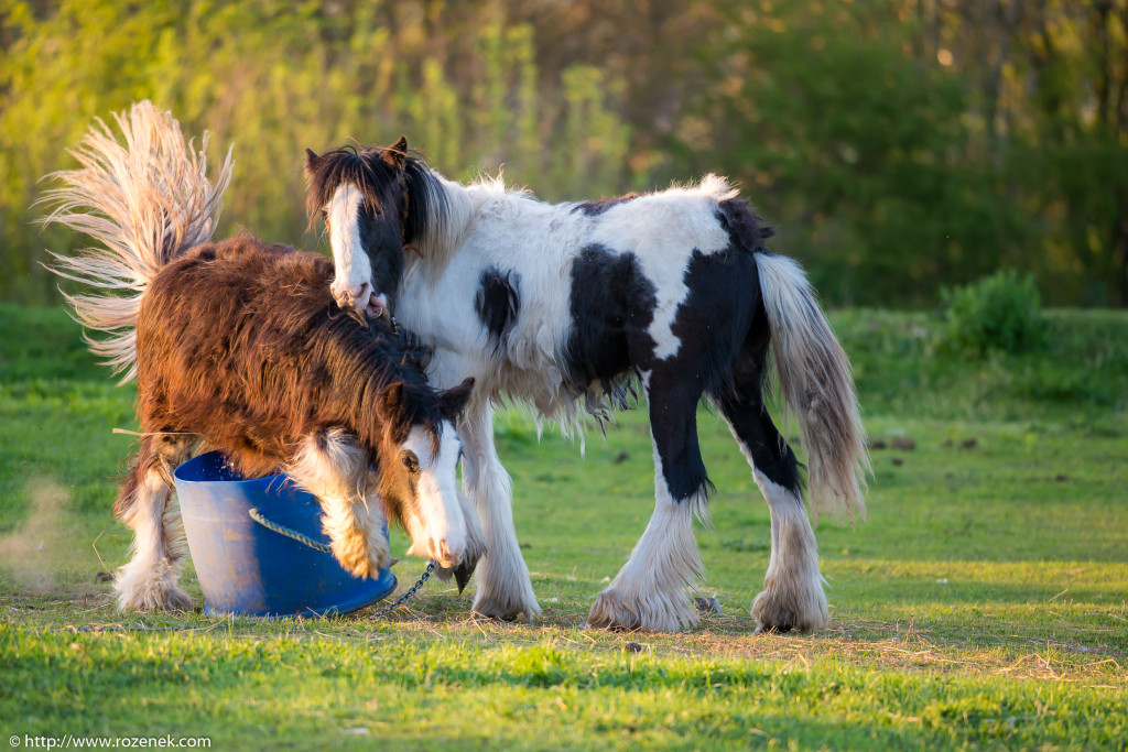 2014.04.14 - Horses - 59