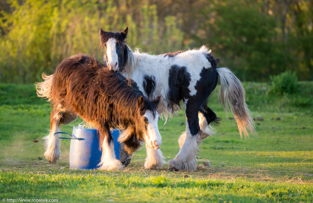 2014.04.14 - Horses - 60