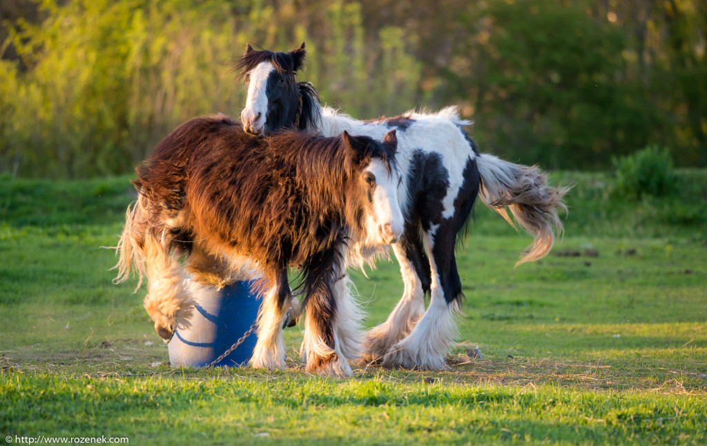 2014.04.14 - Horses - 61