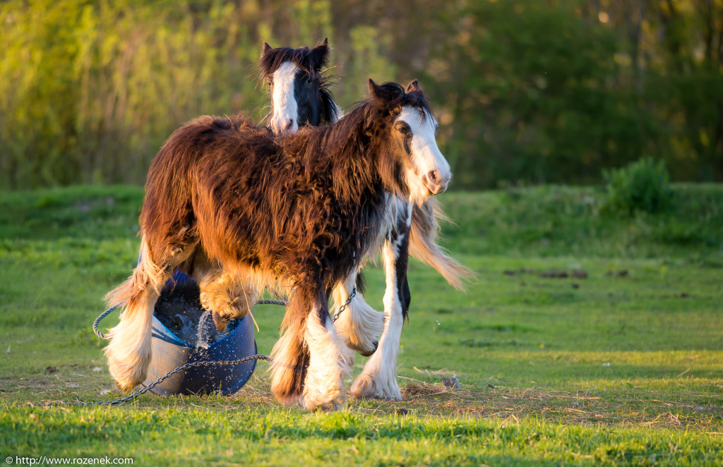 2014.04.14 - Horses - 62