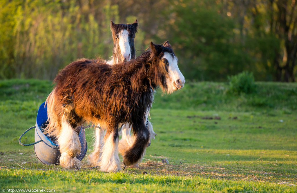 2014.04.14 - Horses - 63