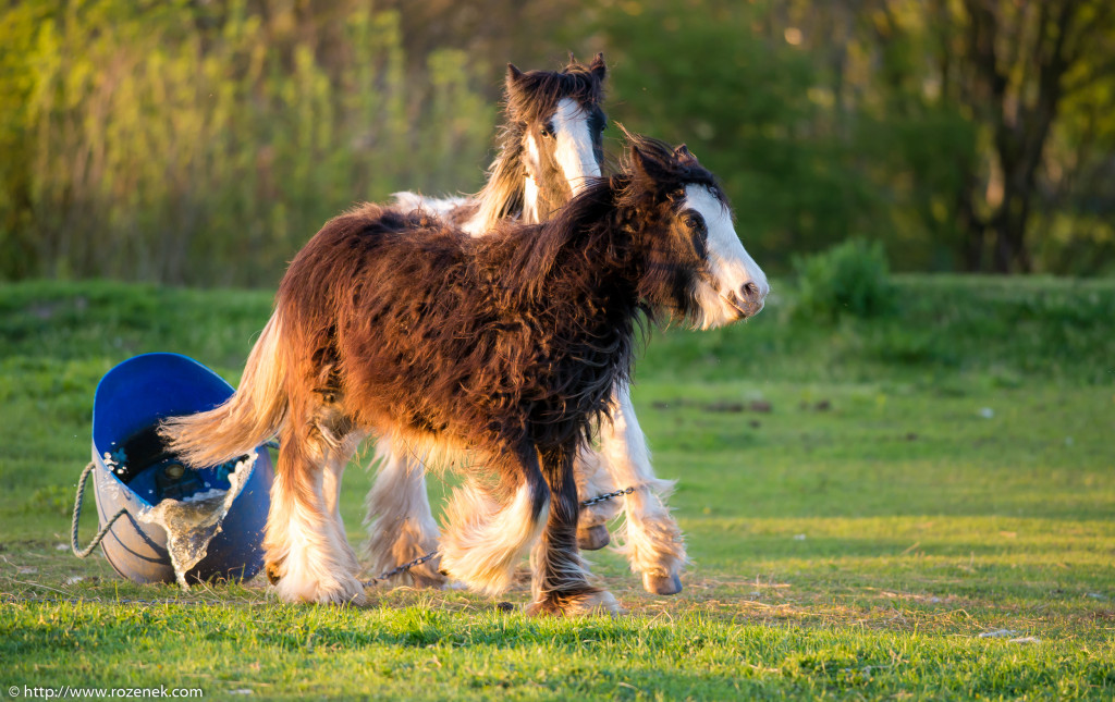 2014.04.14 - Horses - 64