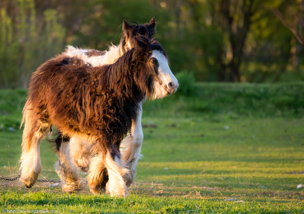 2014.04.14 - Horses - 65