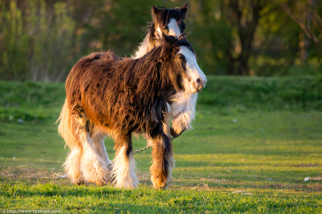 2014.04.14 - Horses - 66