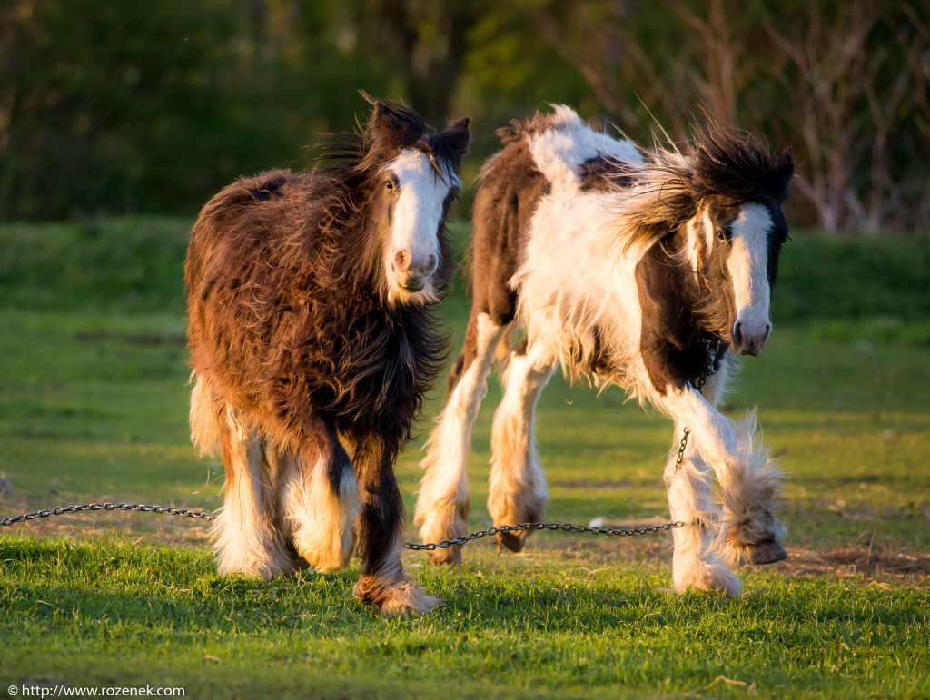 2014.04.14 - Horses - 67