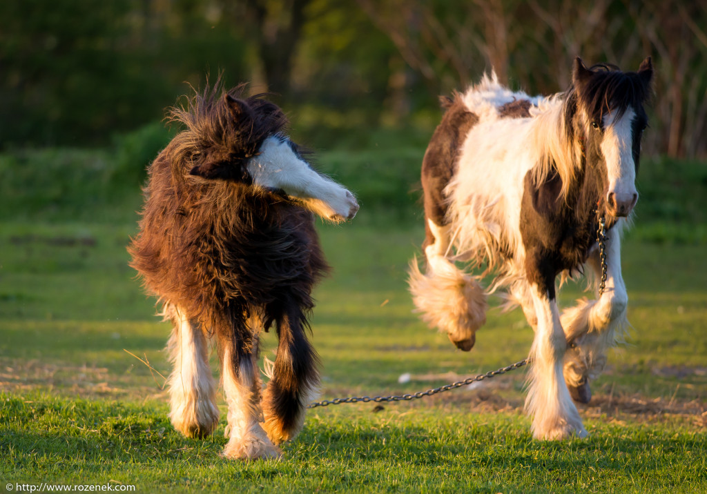 2014.04.14 - Horses - 68