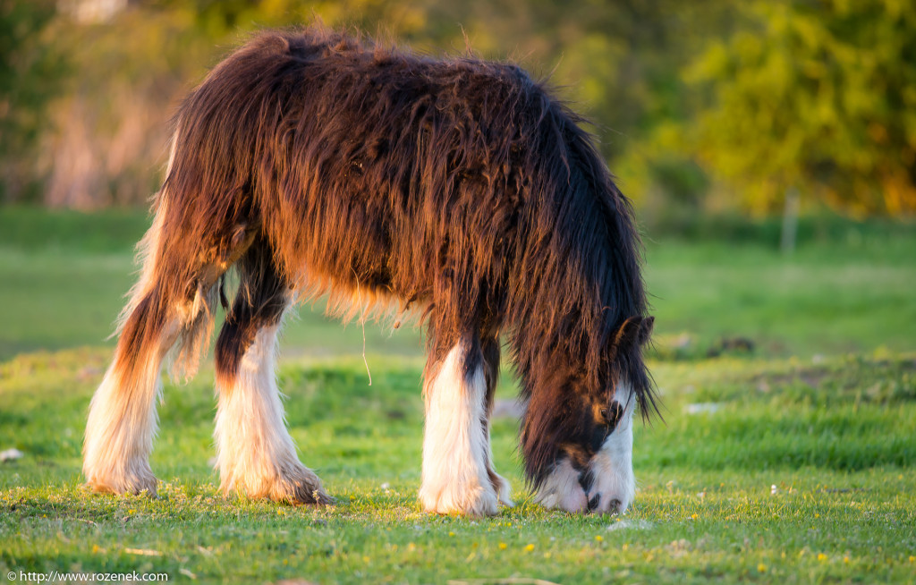 2014.04.14 - Horses - 69