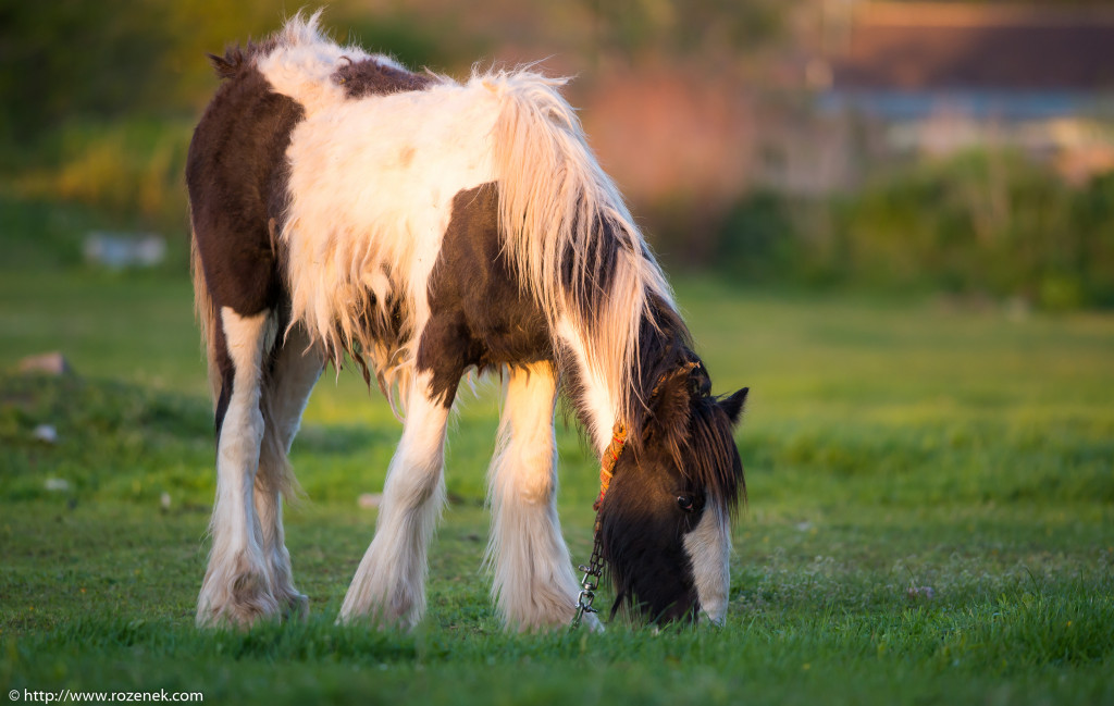 2014.04.14 - Horses - 71