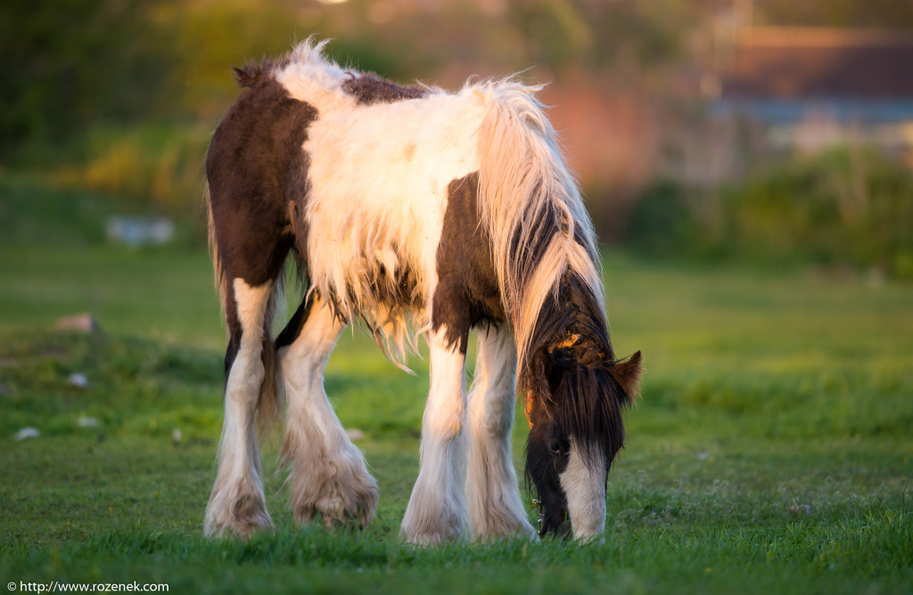 2014.04.14 - Horses - 72